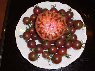 Leckere dunkle Tomaten